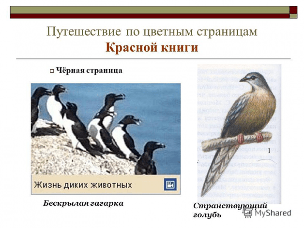 Черные Страницы Красной Книги Фото